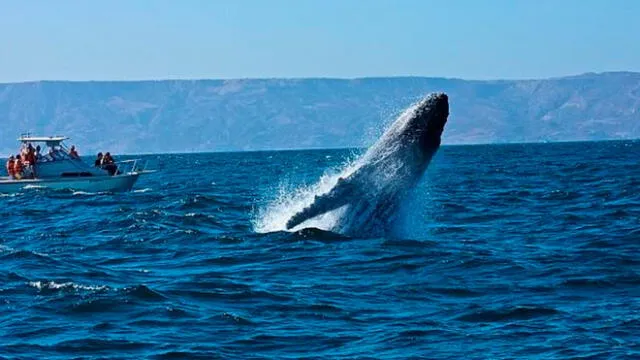 Distrito Los Órganos es conocido por el avistamiento de estos cetáceos.