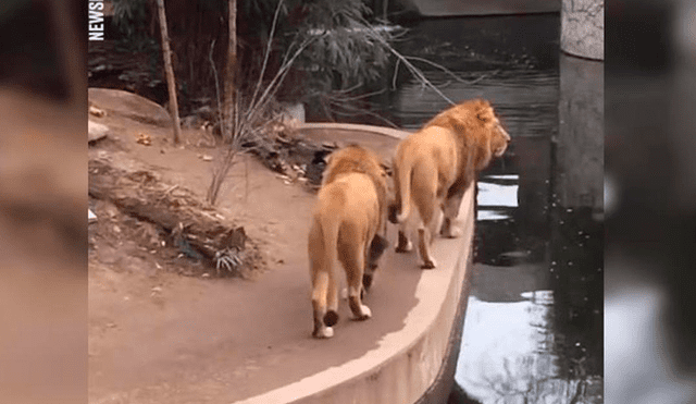 Facebook viral: león sufre vergonzoso accidente en zoológico y desata risas en la red