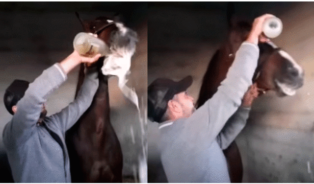 Mestre Suñer daba de beber champagne al animal mientras otras personas reían de fondo. Foto: captura de Facebook