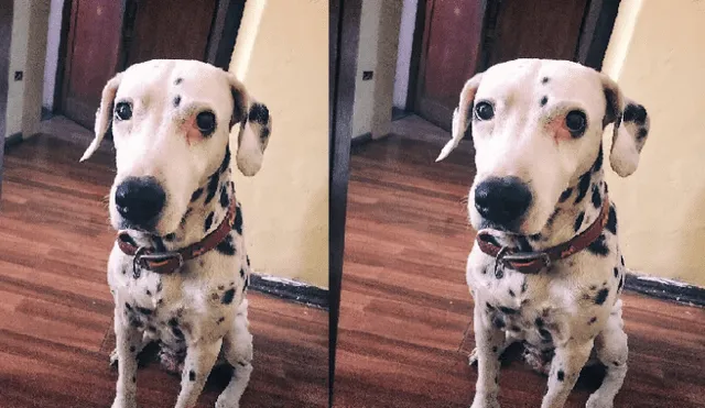 Surco: mascota que padece de cáncer lleva 8 días desaparecida