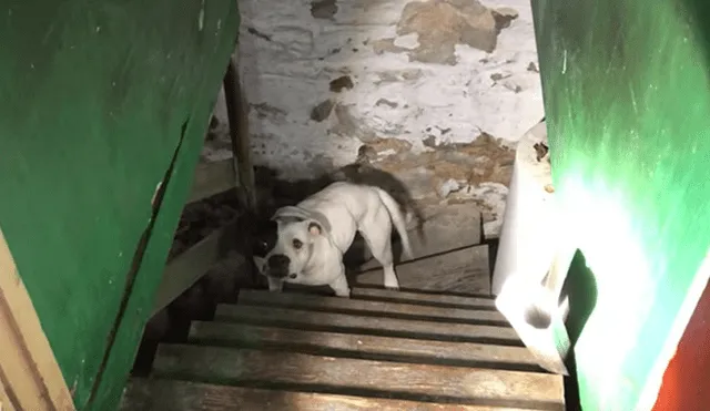 Vía Facebook: Perro estuvo encerrado en sótano y esto hizo en su rescate [VIDEO] 