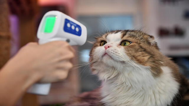 An employee takes the temperature of a cat at the re-opened Caturday Cat Cafe, which had been temporarily shuttered due to concerns about the spread of the COVID-19 novel coronavirus, in Bangkok on May 8, 2020. (Photo by Lillian SUWANRUMPHA / AFP)