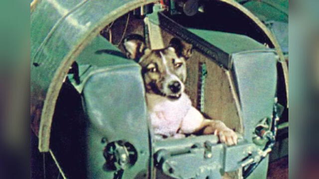 Laika, la 'perra astronauta', fue enviada en un viaje sin retorno al espacio. Foto: AP.