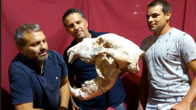 Hallan fósiles de oso gigante que vivió hace 700 mil años en Argentina