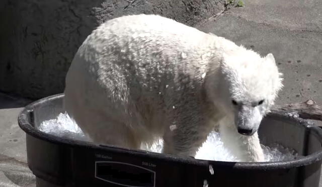 YouTube: video de una osa polar en una 'piscina' de hielo se vuelve viral [VIDEO]