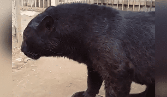 Turista se topa con voraz pantera y se acerca demasiado al animal.