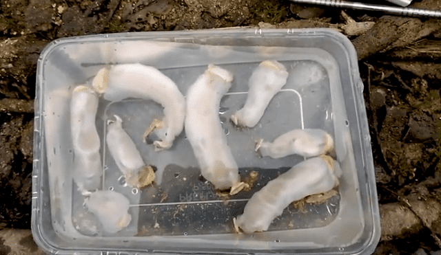 Video es viral en YouTube. Un grupo de científicos diseccionaron a este extraño gusano y lo que encontraron en su interior sorprendió a más de uno. Foto: Captura.