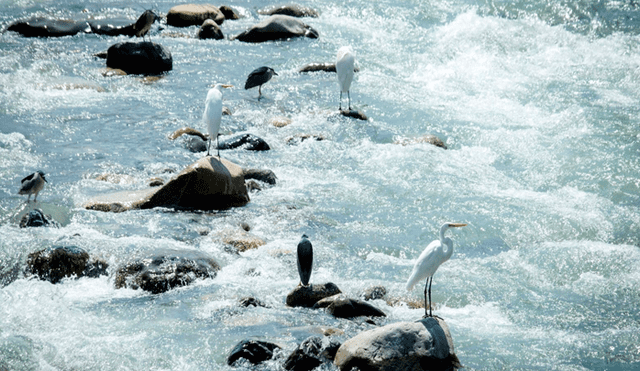 Algunas aves se deleitan en las aguas del río hablador. Foto: Jhon Reyes
