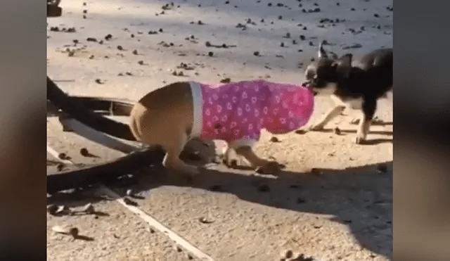 Video es viral en Facebook. Luego de muchos intentos, el perro pudo quitarle la ropa a la nueva mascota de su dueña y para sorpresa de todos quiso ponérsela. Foto: Captura.