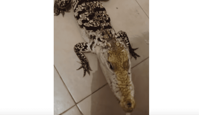 Hombre adiestra a cocodrilo y lo convierte en una obediente mascota, hecho que sorprendió a miles de YouTube.
