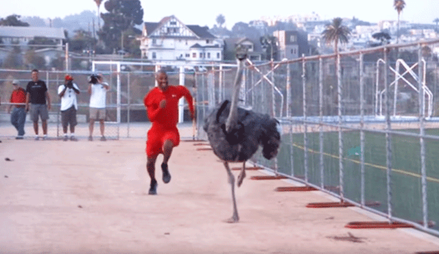 YouTube viral: avestruz y atleta midieron su velocidad y esta fue la abismal diferencia