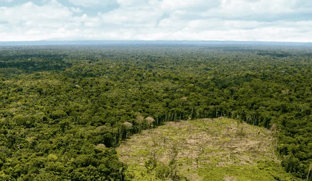 El Perú pierde más de 427 hectáreas de bosques por día
