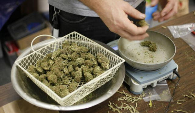 Universidad ofrece curso para aprender a cultivar marihuana