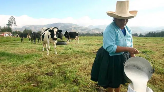 Producción de leche en Cajamarca