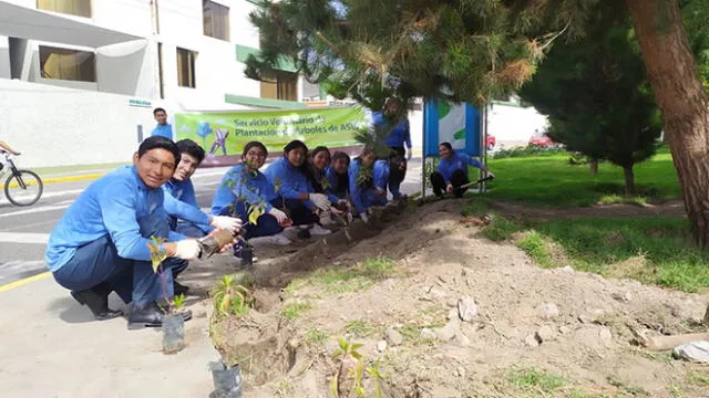 Árboles fueron sembrados en parque del distrito de Yanahuara en Arequipa.