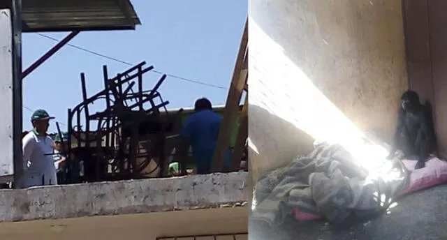 Arequipa: Rescatan a mono araña que estaba cautivo en una casa de Mollendo 