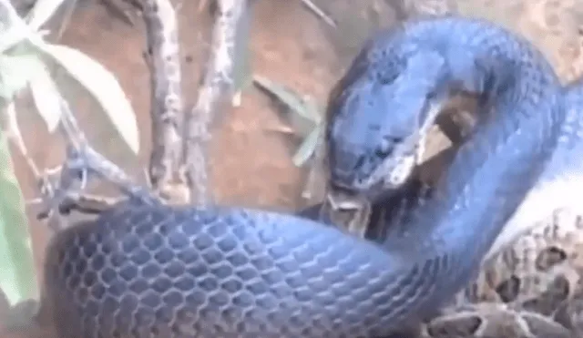 YouTube viral: serpiente 'canibal' devora a su compañera y video genera terror en usuarios