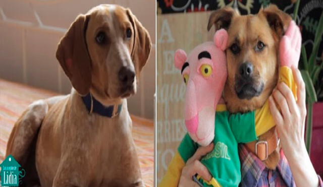 YouTube: ‘Tu perrito’, la versión canina de ‘Despacito’ que promueve la adopción de animales