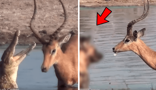El impala pudo lograr escapar del feroz ataque de un cocodrilo, pero no podría soportar lo que le ocurrió llegando a la orilla. Foto: captura
