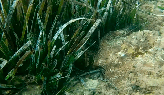 YouTube viral: se sumerge en el fondo del mar y capta a extraña criatura ‘invisible’ que lo aterra con su aspecto