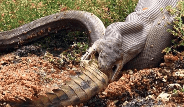 Hombre graba el momento en que una enorme serpiente devora a cocodrilo.