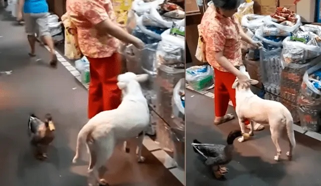 Facebook viral: abuela es protegida por su perro y pato "guardaespaldas" mientras compra en el mercado [VIDEO]