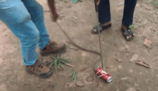Rescató a cobra atrapada en una lata sin esperar su terrorífica reacción [VIDEO]