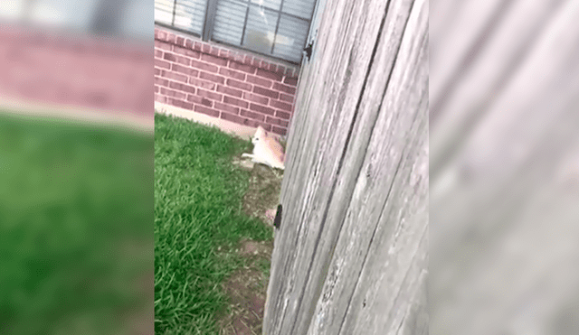 Facebook viral: perro intenta escapar de casa para salir a jugar, pero su dueña lo descubre [VIDEO]