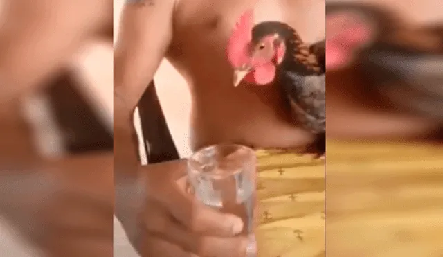 Facebook: Polémica por hombre que hace beber cerveza a un gallo [VIDEO]