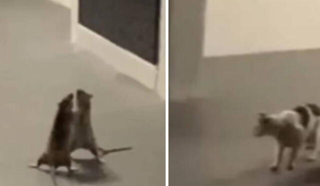 El gato se convirtió en un mero espectador de la brutal pelea. Foto: Captura/Facebook/Cheez Goh