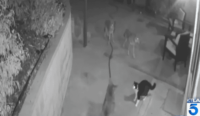 YouTube viral: cámara de seguridad registra momento en que gato se enfrenta a tres coyotes para proteger a su dueña