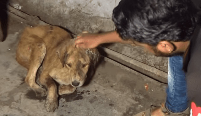 Desliza hacia la izquierda para ver las imágenes del proceso de recuperación de un perro callejero que fue hallado con larvas en el cuerpo. El video es viral en Facebook.