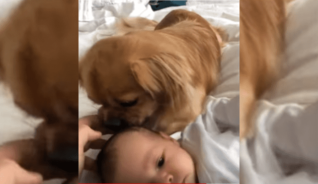 Video es viral en TikTok. La dueña del can grabó la emotiva escena que protagonizó su mascota al presentarle a su bebé recién nacido.