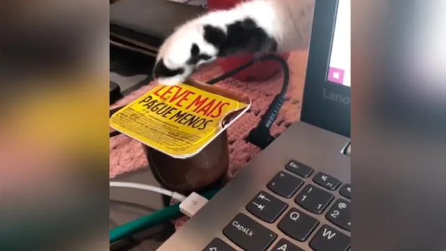 Desliza las imágenes para ver la peculiar escena que protagonizó este gato travieso al intentar robarle su comida a su dueña. Foto: Viralhog
