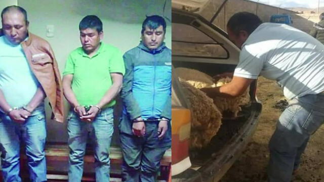 Tres sujetos que robaron ovejas en Puno pasarán nueve meses en la cárcel