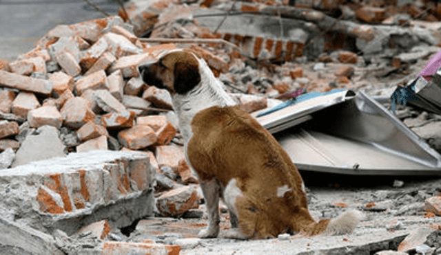 ¿Cómo afronto un sismo si tengo mascotas? Aquí te enseñamos