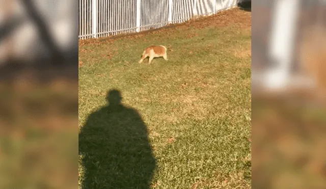 En Facebook, un gato deseaba salir de su hogar para visitar a sus amigos sin imaginar que su peso se lo impediría.