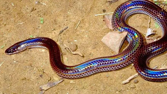 Hallan a serpiente arcoíris “luego de 50 años” [FOTOS]