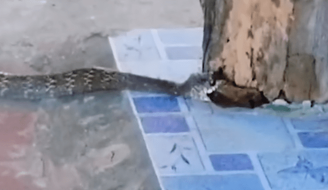 YouTube viral: Ratón se esconde en árbol para escapar de serpiente, pero reptil lo encuentra y devora [VIDEO]