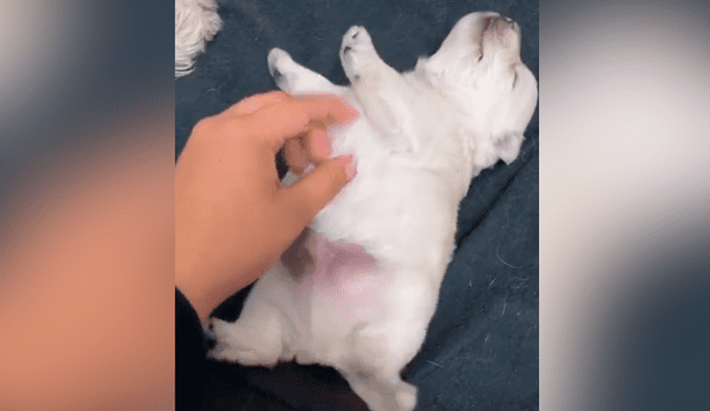 Tiktok viral: perro bebé recibe caricias de su dueña por primera vez y tiene increíble reacción