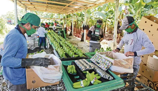 Piura: agricultores incrementan niveles de exportación de banano orgánico a Europa