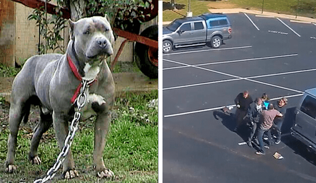 Captan el ataque de un perro pitbull a niña de cinco años en un estacionamiento [VIDEO] 