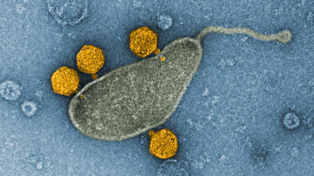 Los virus, de color naranja, unidos a una vesícula de membrana de la bacteria marina SAR11, de color gris. Crédito: Nature Microbiology.