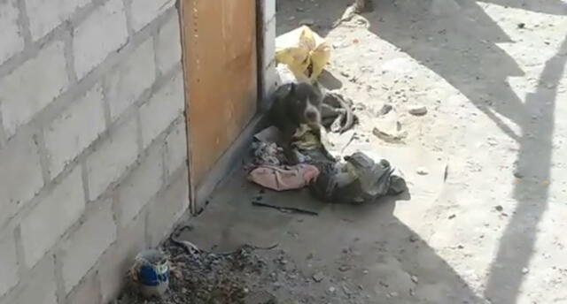 Dueña abandonó y dejó encadenados a sus dos perritos en Tacna [VIDEOS]