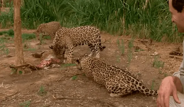 Los jaguares serían liberados en poco tiempo, mientras tanto, aprenden a vivir solos. Foto: captura.
