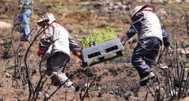 Trabajadores llevaron plantones de árboles. Foto: Municipalidad de Cusco
