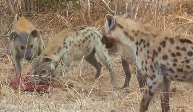 Un video viral de YouTube registró el brutal ataque que sufrió una manada de hienas por la furia de una jauría de perros salvajes, que invadieron territorio prohibido para recuperar a su presa.