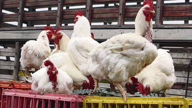 Empresas avícolas solo concentraron el 30% de producción de pollos el 2017 
