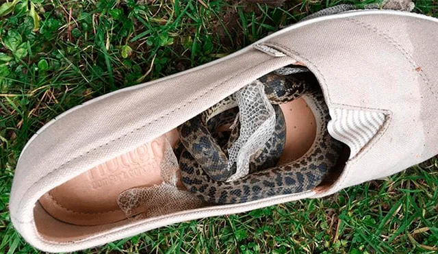 Serpiente pitón causa terror tras viajar 15 mil kilómetros en el zapato de una mujer [FOTOS]