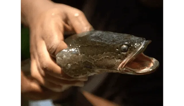 Atrapan extraño pez con cabeza de serpiente que devora todo lo que ve y respira aire [VIDEO]